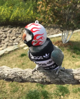 Bird hat, parrot helmet, bird supplies, pet supplies photo props, random styles
Bird hat, parrot helmet, bird supplies, pet supplies photo props, random styles