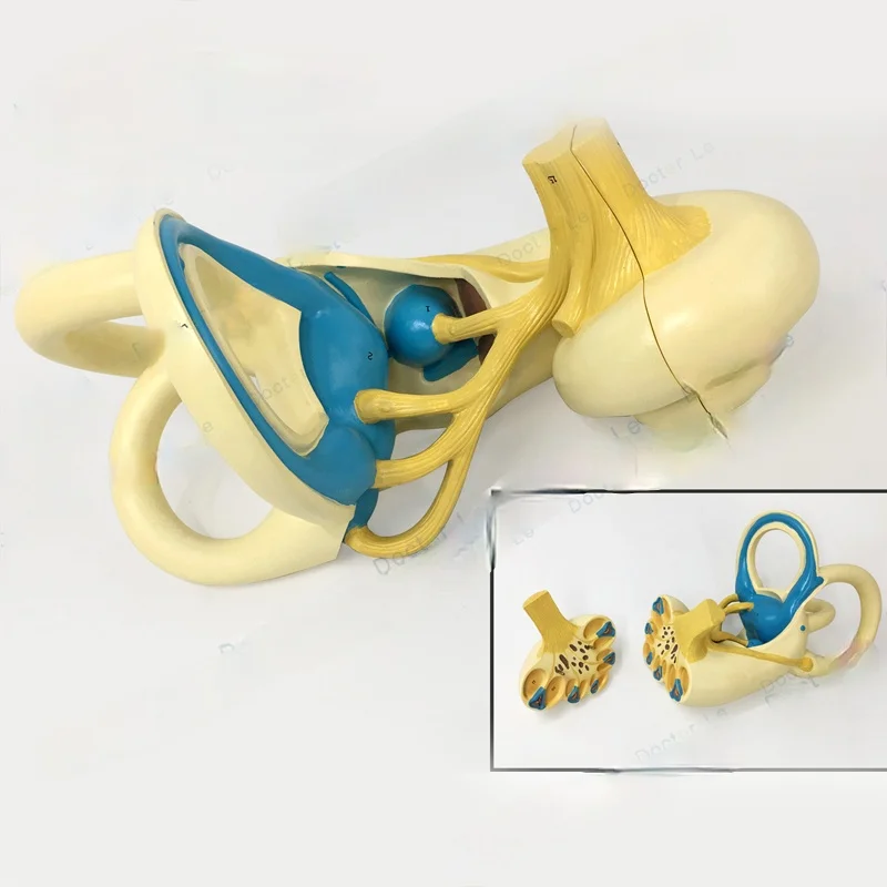 Two Parts Human Ear Semicircular Canal Cochlea Anatomical Model Inner Ear Labyrinth Bone Labyrinth Membranous Model
Two Parts Human Ear Semicircular Canal Cochlea Anatomical Model Inner Ear Labyrinth Bone Labyrinth Membranous Model