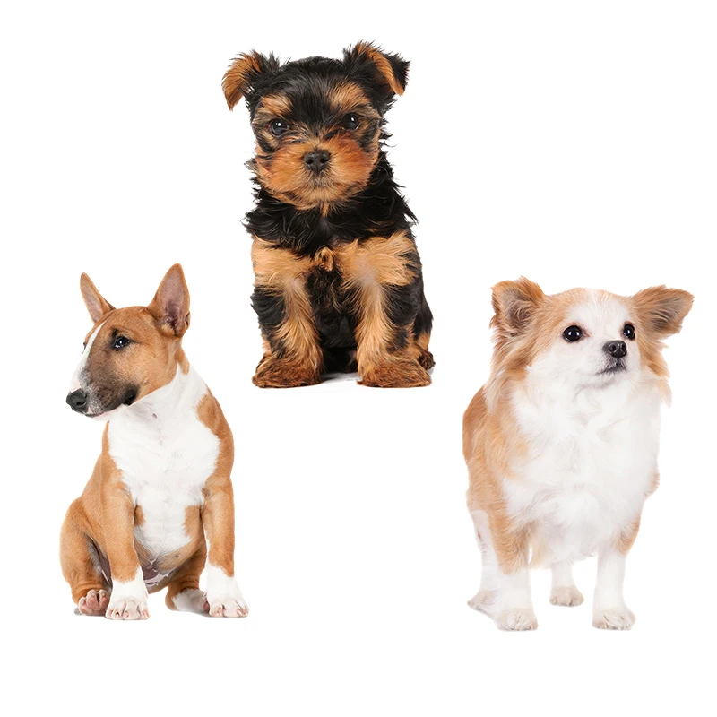 Автомобильная виниловая наклейка Three Ratels QD102 HD pixel Lovely little dog для капота автомобиля ноутбука домашний декор Настенная Наклейка Для детей Подарочные наклейки
Автомобильная виниловая наклейка Three Ratels QD102 HD pixel Lovely little dog для капота автомобиля ноутбука домашний декор Настенная Наклейка Для детей Подарочные наклейки