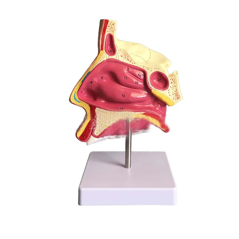 Модель анатомии носа, Otolaryngology, медицинская модель, модель женской полости рта и носа
Модель анатомии носа, Otolaryngology, медицинская модель, модель женской полости рта и носа