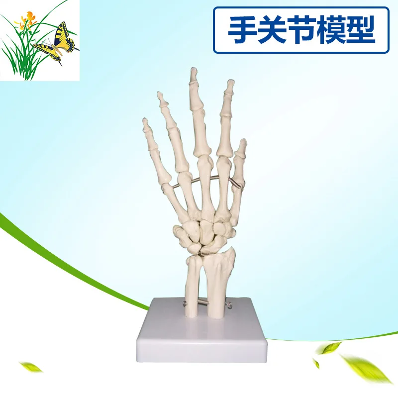 ПВХ 1:1 Размер жизни человека рука сустава кости Ulna Tibial модель человека медицинский Скелет ладони модель
ПВХ 1:1 Размер жизни человека рука сустава кости Ulna Tibial модель человека медицинский Скелет ладони модель