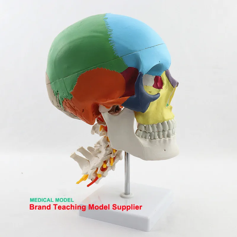 Human skeleton head colored skull with cervical vertebra model skull partition muscle model neurobiology anatomy model
Human skeleton head colored skull with cervical vertebra model skull partition muscle model neurobiology anatomy model