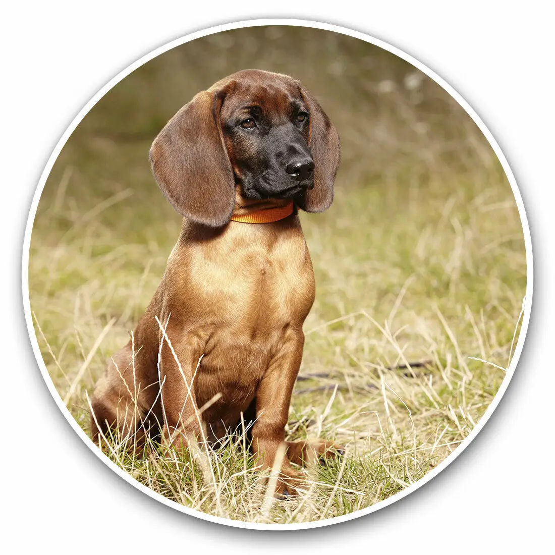 S61737 # Bavarian Mountain Hound Dog Self-adhesive Decal Car Sticker Waterproof Auto Decors on Bumper Rear Window Laptop
S61737 # Bavarian Mountain Hound Dog Self-adhesive Decal Car Sticker Waterproof Auto Decors on Bumper Rear Window Laptop