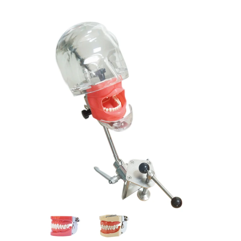 Dental Training Manikin Phantom Head Bench Mount Dental Simulators Hygiene Simulator Dentistry Education Manikin Dental Phantom
Dental Training Manikin Phantom Head Bench Mount Dental Simulators Hygiene Simulator Dentistry Education Manikin Dental Phantom
