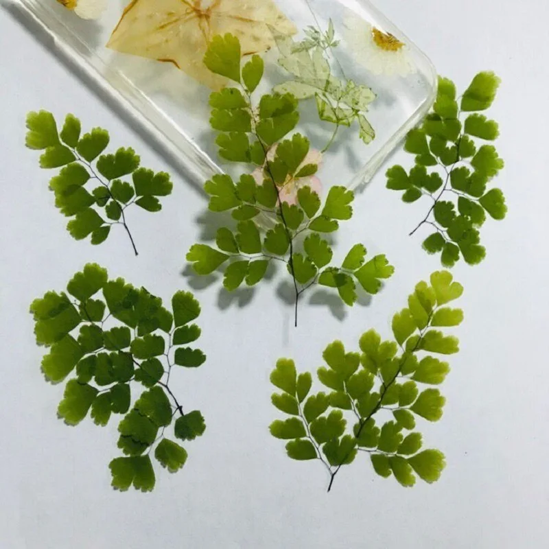 120 шт. прессованный высушенный цветочный Adiantum capillus-veneris L. Для эпоксидной смолы для изготовления ювелирных изделий, макияж для лица Закладка для книги ногтей искусство ремесла Сделай Сам
120 шт. прессованный высушенный цветочный Adiantum capillus-veneris L. Для эпоксидной смолы для изготовления ювелирных изделий, макияж для лица Закладка для книги ногтей искусство ремесла Сделай Сам