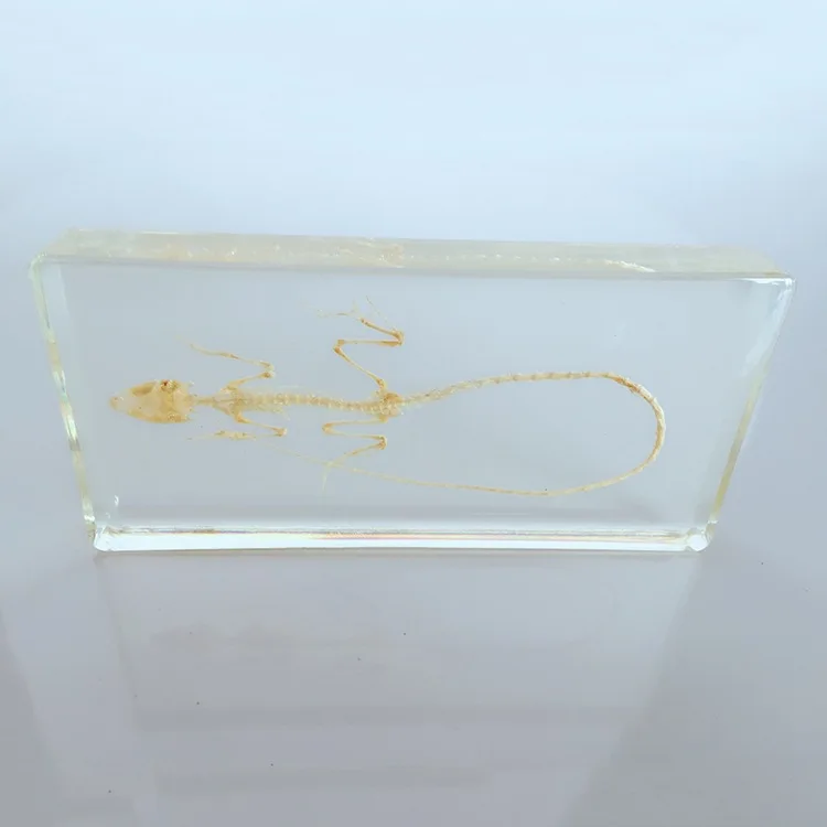 Lizard Skeleton Embedded Specimen Resin Animal Bone Models Biological Anatomy Teaching Aids Resin Handicraft Toy
Lizard Skeleton Embedded Specimen Resin Animal Bone Models Biological Anatomy Teaching Aids Resin Handicraft Toy