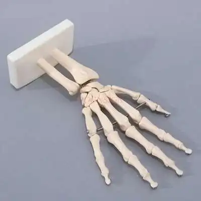 Модель кости руки, сустав запястья, анатомия руки, костяная связка, подвижная структура, форма для излучения фалангикса
Модель кости руки, сустав запястья, анатомия руки, костяная связка, подвижная структура, форма для излучения фалангикса