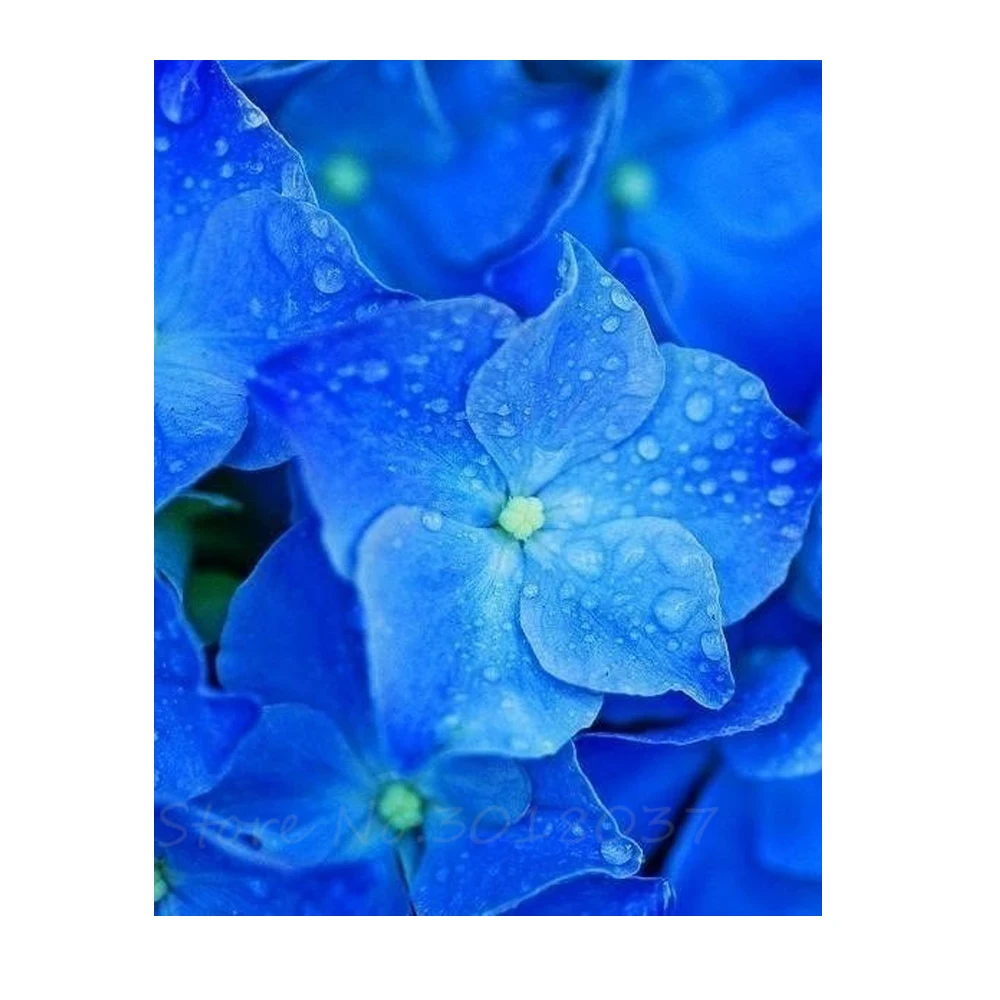 Diamant 5D Diy Diamond Painting Cross Stitch Purple Flower With Dew Needlework 3D Diamond Embroidery Full Diamond Decorative Kit
Diamant 5D Diy Diamond Painting Cross Stitch Purple Flower With Dew Needlework 3D Diamond Embroidery Full Diamond Decorative Kit