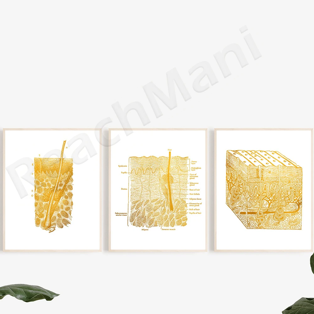 Dermatologist Gift Skin Anatomy Art Print - Esthetician Decor - Anatomy Poster - Medical Student Gift - Skin Histology Art
Dermatologist Gift Skin Anatomy Art Print - Esthetician Decor - Anatomy Poster - Medical Student Gift - Skin Histology Art