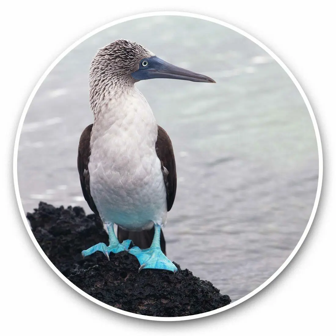 S61751# Blue Footed Booby Bird Galapagos Self-adhesive Decal Car Sticker Waterproof Auto Decors on Bumper Rear Window Laptop
S61751# Blue Footed Booby Bird Galapagos Self-adhesive Decal Car Sticker Waterproof Auto Decors on Bumper Rear Window Laptop