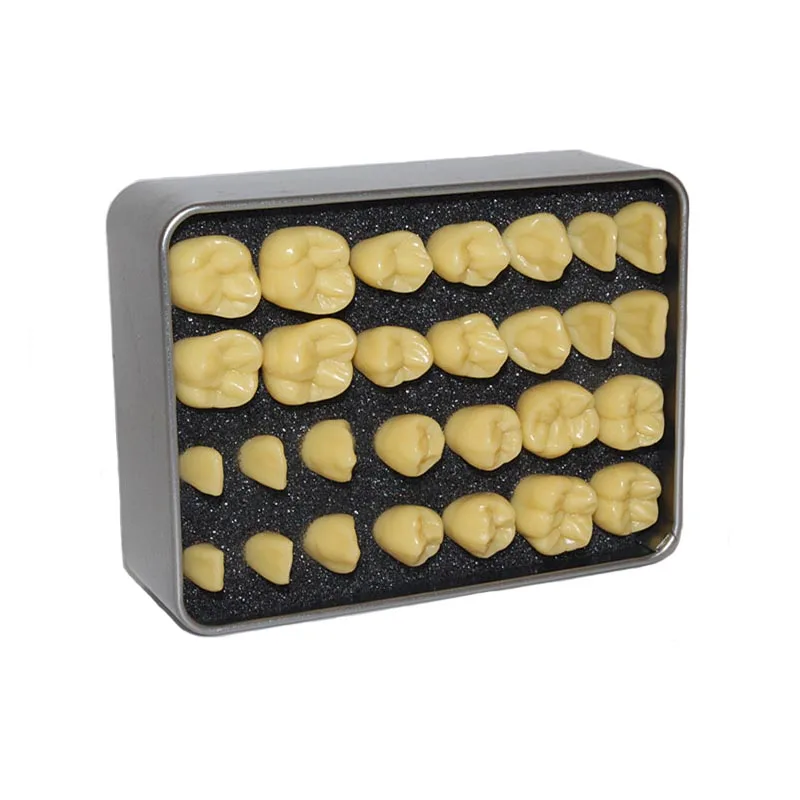 Dental Lab Material 1.5 times Dental Simulation Teeth Teaching Model Simulated Particle Model
Dental Lab Material 1.5 times Dental Simulation Teeth Teaching Model Simulated Particle Model