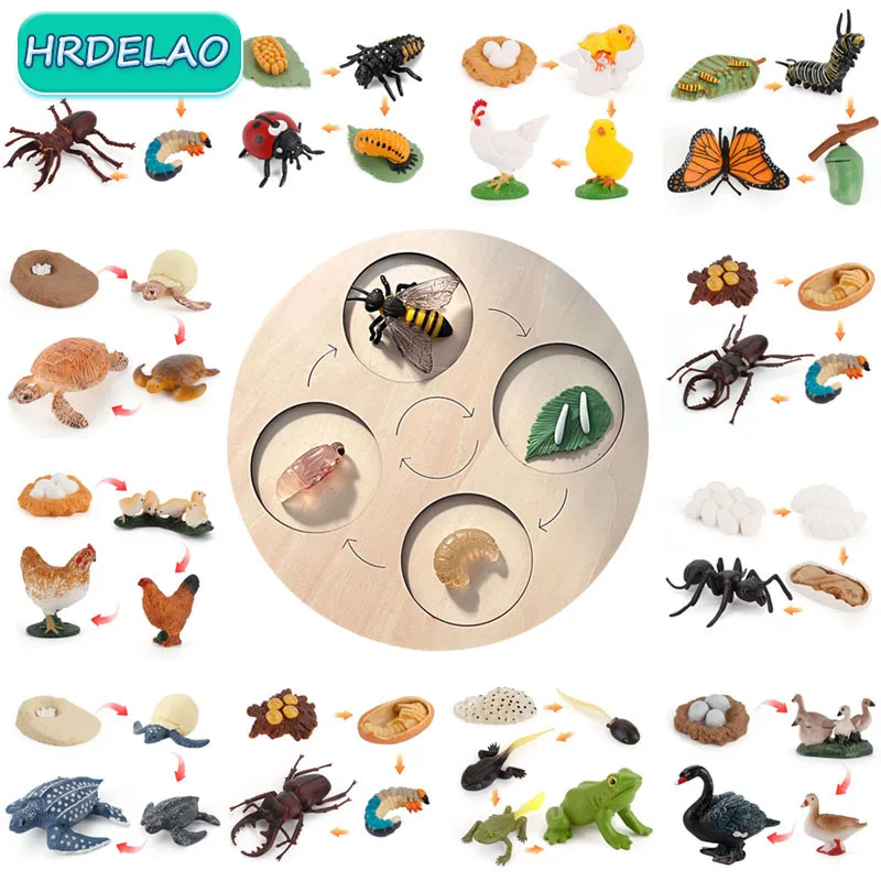 Simulation Animals Growth Cycle Board Butterfly Ladybug Chicken Figurine Model Action Figures Educational toys for children Gift
Simulation Animals Growth Cycle Board Butterfly Ladybug Chicken Figurine Model Action Figures Educational toys for children Gift