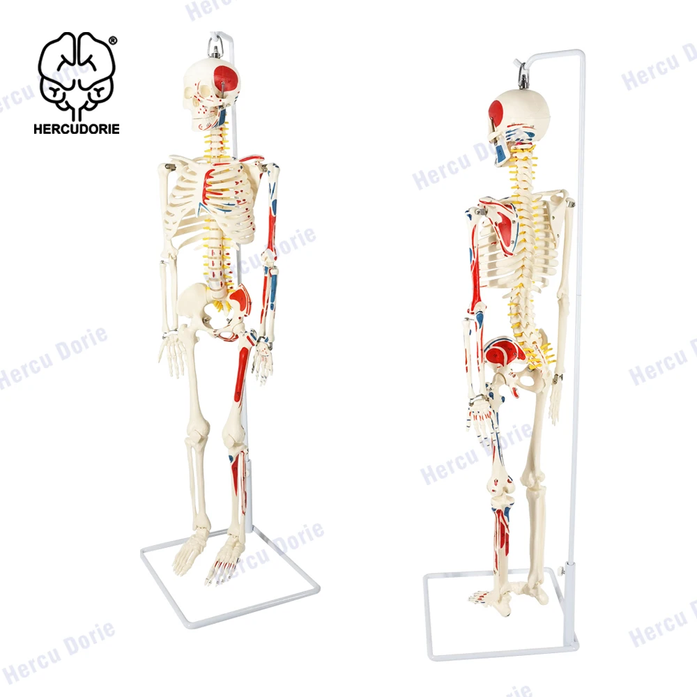 Anatomical laboratory half-life size bone model, 35 inches anatomical bone model, with muscle start and end points and numbers,
Anatomical laboratory half-life size bone model, 35 inches anatomical bone model, with muscle start and end points and numbers,