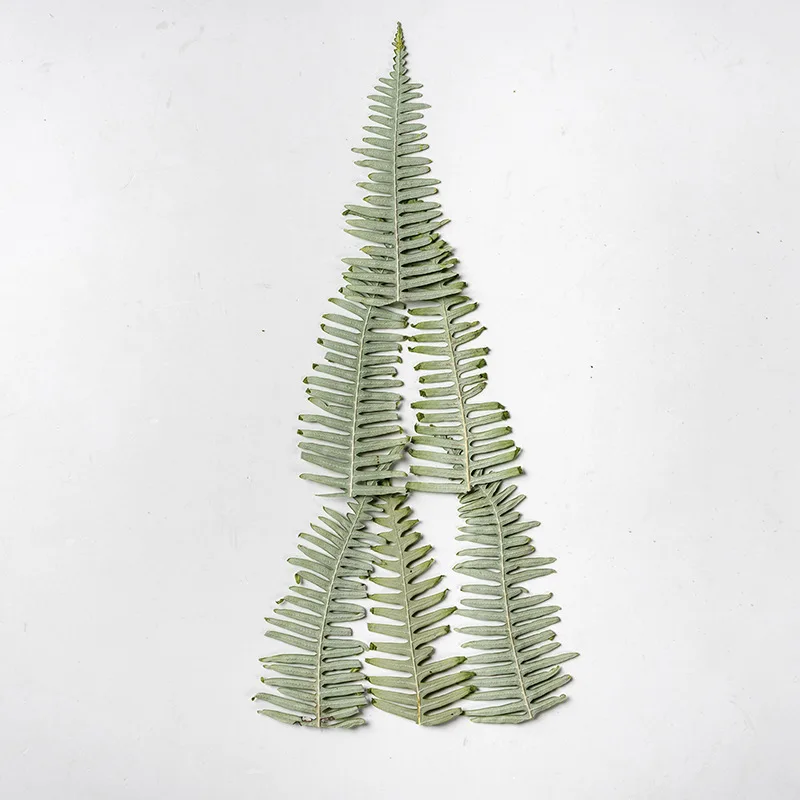 60pcs Pressed Dried Flower Dicranopteris dichotoma Leaf Herbarium Epoxy Jewelry Bookmark Phone Case Makeup Nail Art Craft DIY
60pcs Pressed Dried Flower Dicranopteris dichotoma Leaf Herbarium Epoxy Jewelry Bookmark Phone Case Makeup Nail Art Craft DIY