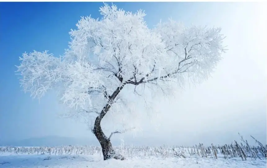 Modern Custom 3D Wallpaper Blue sky, tree, haze, TV background, wall, mural Photo Wallpaper High Quality 3D Stereoscopic
Modern Custom 3D Wallpaper Blue sky, tree, haze, TV background, wall, mural Photo Wallpaper High Quality 3D Stereoscopic