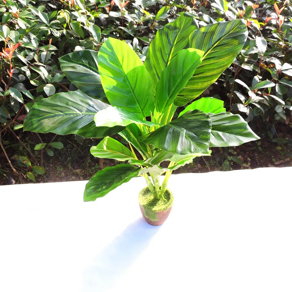 50cm Latex Fabric Artificial Tree Volved Leave Fake Brazil Plant without Wood Vase Wedding Home Decoration
50cm Latex Fabric Artificial Tree Volved Leave Fake Brazil Plant without Wood Vase Wedding Home Decoration