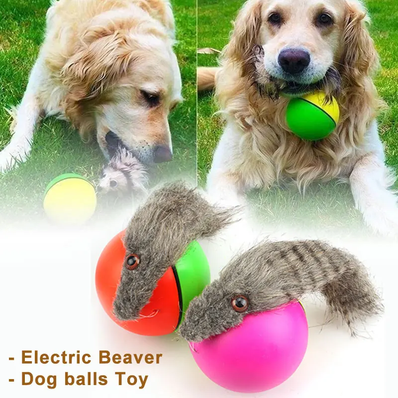 Electric Beaver Dog Balls Toy for Large Medium Dogs Rolling Jump Plastic Puppy Accessories Funny Pet Toy Moving Pet Supplies New
Electric Beaver Dog Balls Toy for Large Medium Dogs Rolling Jump Plastic Puppy Accessories Funny Pet Toy Moving Pet Supplies New