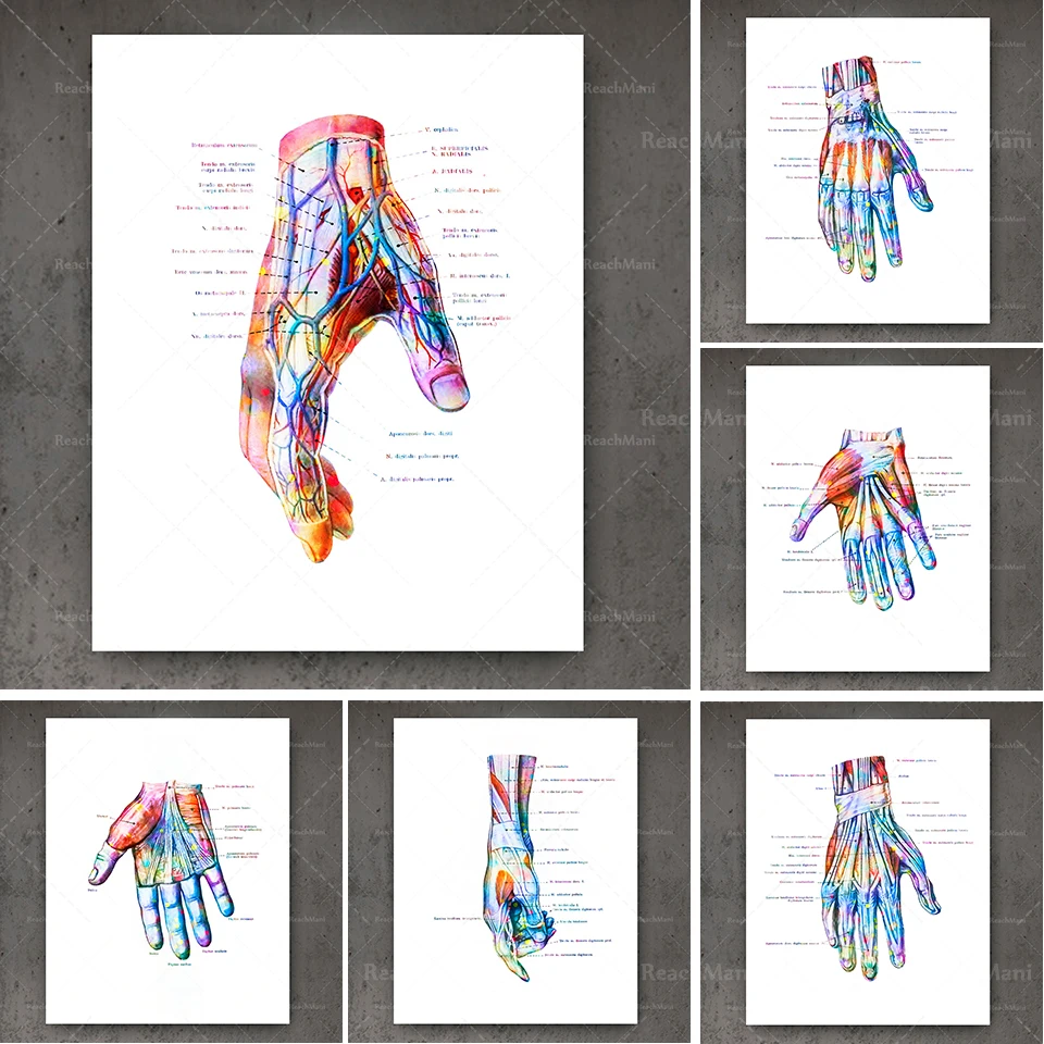 Hand Anatomy Print Set 6-piece Wrist Muscles and Ligaments Print Chiropractor Hand Surgery Gift Medical Art Poster Clinic Decora
Hand Anatomy Print Set 6-piece Wrist Muscles and Ligaments Print Chiropractor Hand Surgery Gift Medical Art Poster Clinic Decora
