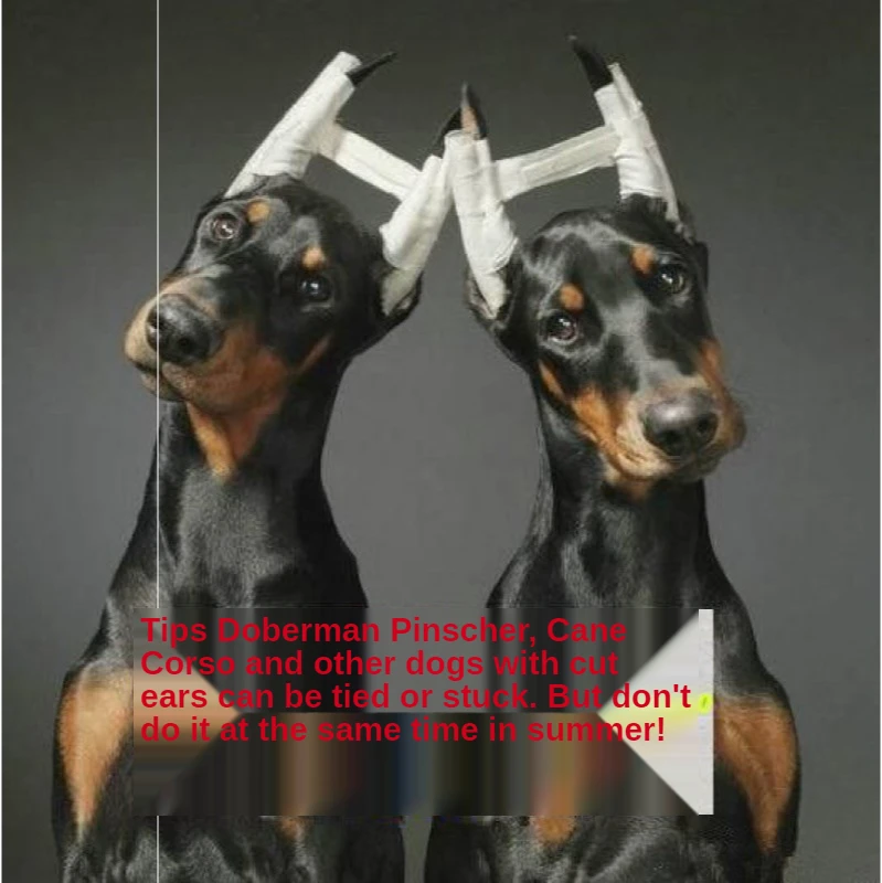Large and Small Dog Ear Positioning Aid Correction for Sheepdog Shiba Inu Doberman Pinscher Corgi Fixed Ear Stand Adjustable
Large and Small Dog Ear Positioning Aid Correction for Sheepdog Shiba Inu Doberman Pinscher Corgi Fixed Ear Stand Adjustable