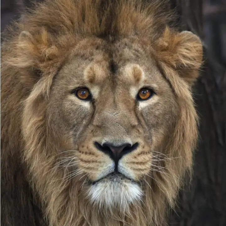 Custom Wallpaper Murals For Living Room Home Decor 3D Animal Living Room Bedroom TV Backdrop Papel De Parede 3D
Custom Wallpaper Murals For Living Room Home Decor 3D Animal Living Room Bedroom TV Backdrop Papel De Parede 3D