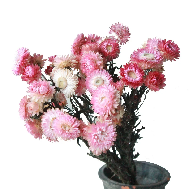 Christmas Home decor Real Daisy Flowers For Bricolage Party Decoration New Year Christmas Home Boho Nordic Decor Fotografia Tool
Christmas Home decor Real Daisy Flowers For Bricolage Party Decoration New Year Christmas Home Boho Nordic Decor Fotografia Tool
