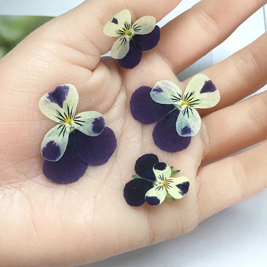 250pcs Pressed Dried Pansy Corydalis Suaveolens Hance Flower Plants Herbarium Jewelry Pendant Earrings Making Accessories
250pcs Pressed Dried Pansy Corydalis Suaveolens Hance Flower Plants Herbarium Jewelry Pendant Earrings Making Accessories