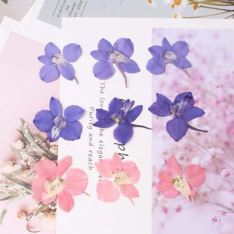 60pcs Blue/Pink Pressed Surfbird Stalks Flowers Plant Herbarium For Jewelry Postcard Phone Case Bookmark Craft DIY Accessories
60pcs Blue/Pink Pressed Surfbird Stalks Flowers Plant Herbarium For Jewelry Postcard Phone Case Bookmark Craft DIY Accessories