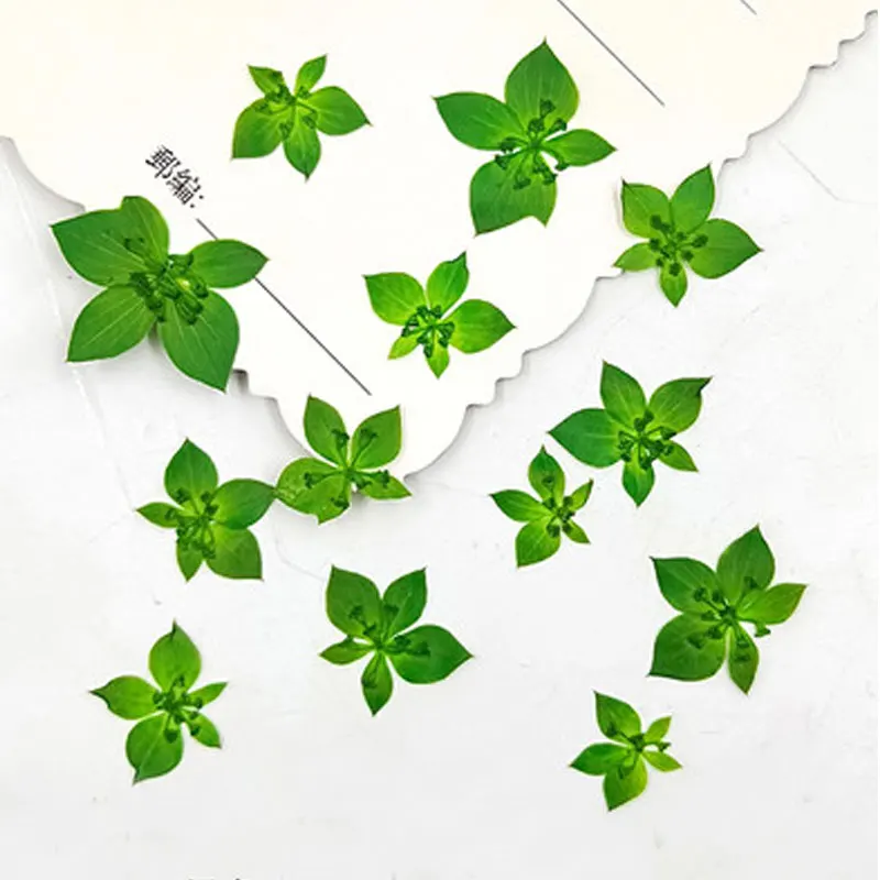 Bupleurum Throw Wax Dried Pressed Flower Art Gifts for Postcard Decoration, 200 Pcs
Bupleurum Throw Wax Dried Pressed Flower Art Gifts for Postcard Decoration, 200 Pcs
