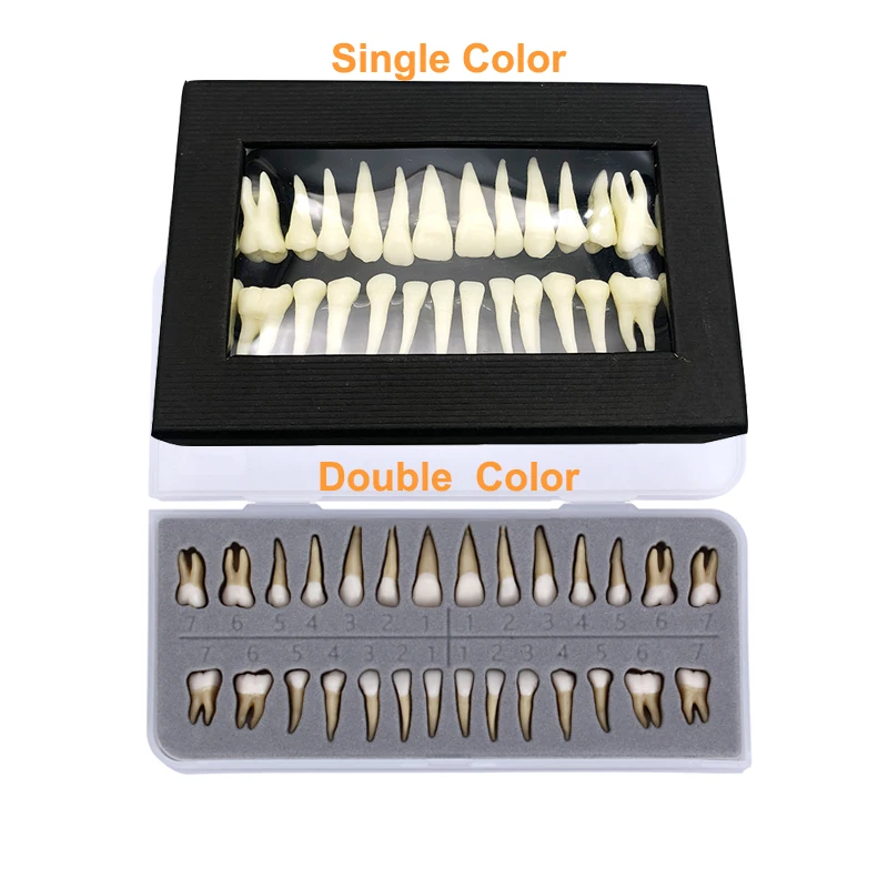 Dental demonstration permanent teeth teach study model 1:1 Dental Implant Dentist Practice Product teeth 28 Pcs
Dental demonstration permanent teeth teach study model 1:1 Dental Implant Dentist Practice Product teeth 28 Pcs