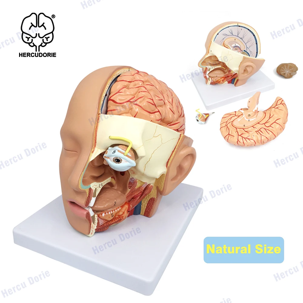 Human head anatomical model headband brain model ear nose throat model oral model
Human head anatomical model headband brain model ear nose throat model oral model