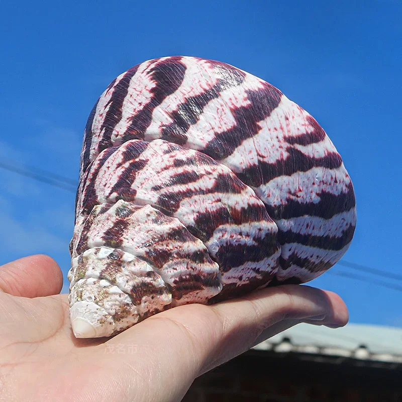 2 Pcs Natural Horseshoe Tower Snail Seashell Sea Shells Home Decoration Accessories Aquarium Decoration Shell Decoration Crafts
2 Pcs Natural Horseshoe Tower Snail Seashell Sea Shells Home Decoration Accessories Aquarium Decoration Shell Decoration Crafts
