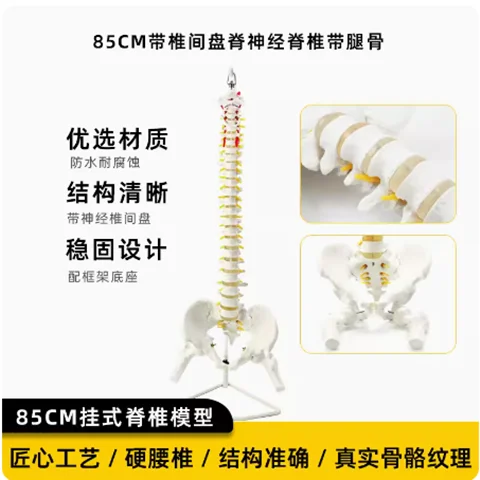 Модель человеческого позвоночника 1:1, формовочная модель кости для взрослых, модель позвоночника, шейный позвоночник, поясничная модель человеческого скелета, скелет
Модель человеческого позвоночника 1:1, формовочная модель кости для взрослых, модель позвоночника, шейный позвоночник, поясничная модель человеческого скелета, скелет