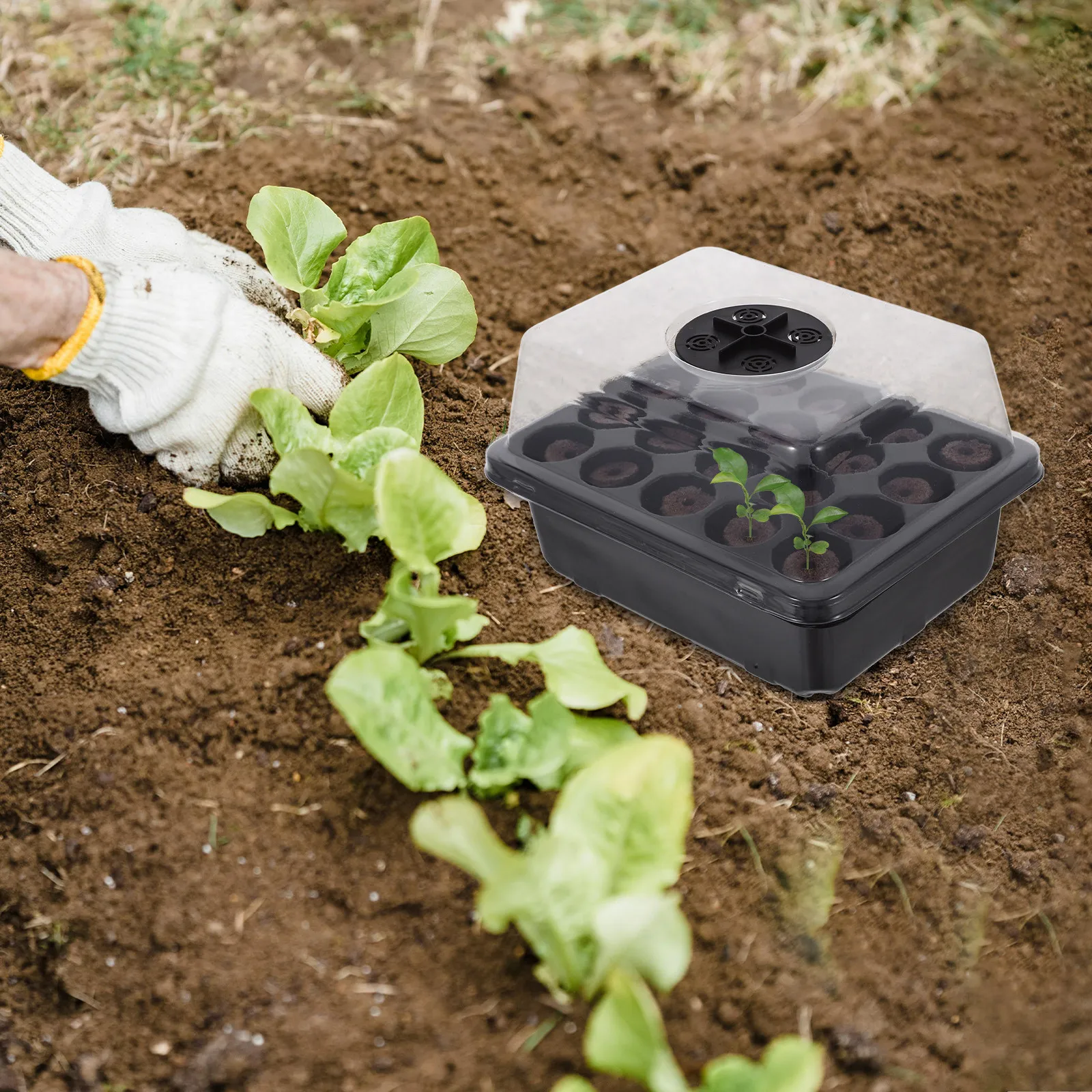 1Set Sprouting Nursery Tray 20-Cell Starter Planter Box for Indoor Seed Germination Propagation Growing Planting Supply Plastic
1Set Sprouting Nursery Tray 20-Cell Starter Planter Box for Indoor Seed Germination Propagation Growing Planting Supply Plastic