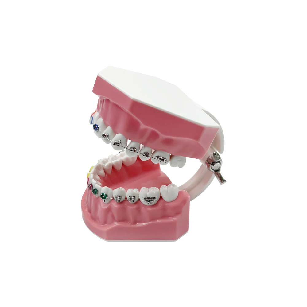 Plastic Teeth Model Dental Teaching Model Doctor Patient Communication Dentist Students Studying Education Demo Dentistry Models
Plastic Teeth Model Dental Teaching Model Doctor Patient Communication Dentist Students Studying Education Demo Dentistry Models