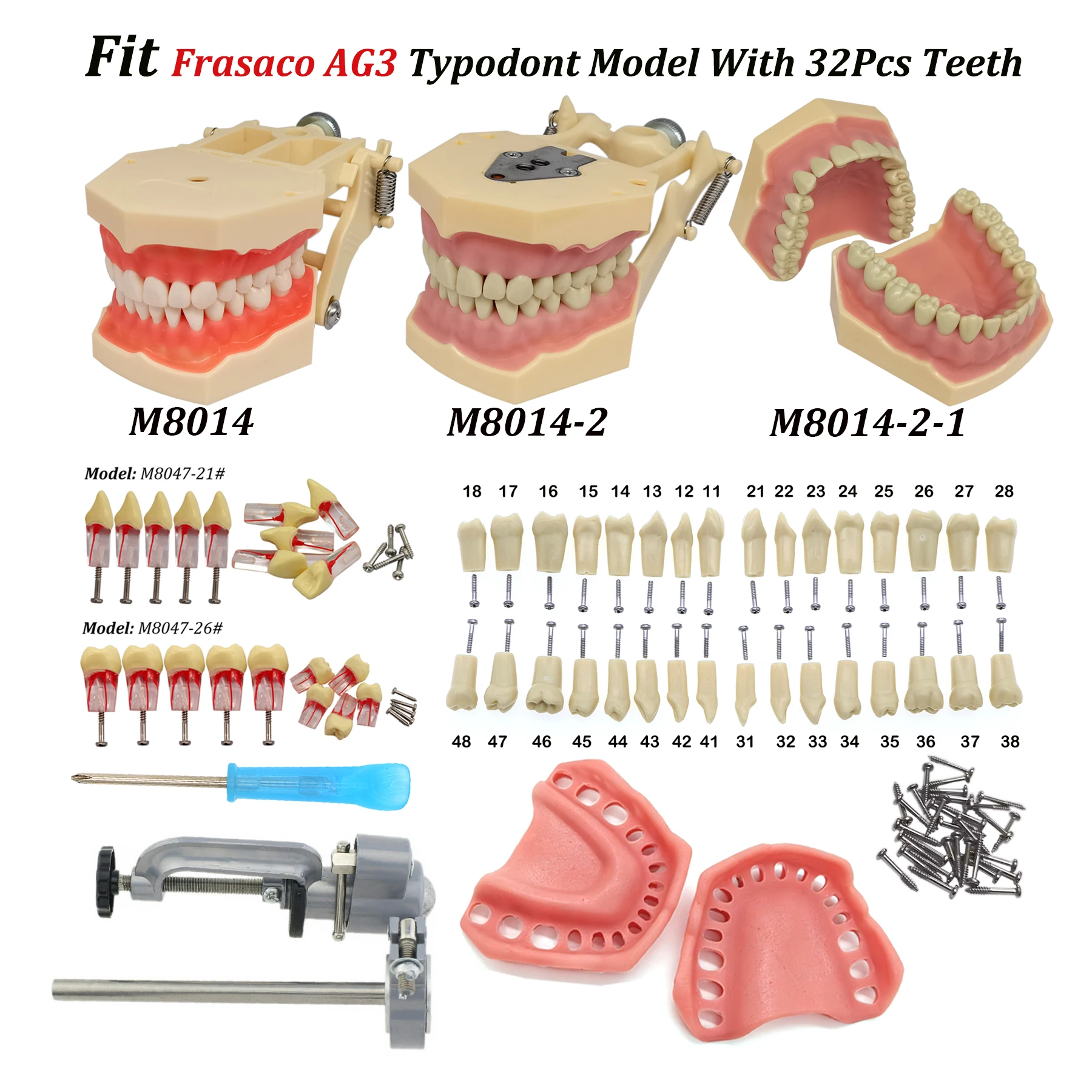 Dental Standard Practice Teeth Model M8014-2 With 32Pcs Screw-in Teeth Fit Frasaco Jaws AG3 Typodont
Dental Standard Practice Teeth Model M8014-2 With 32Pcs Screw-in Teeth Fit Frasaco Jaws AG3 Typodont