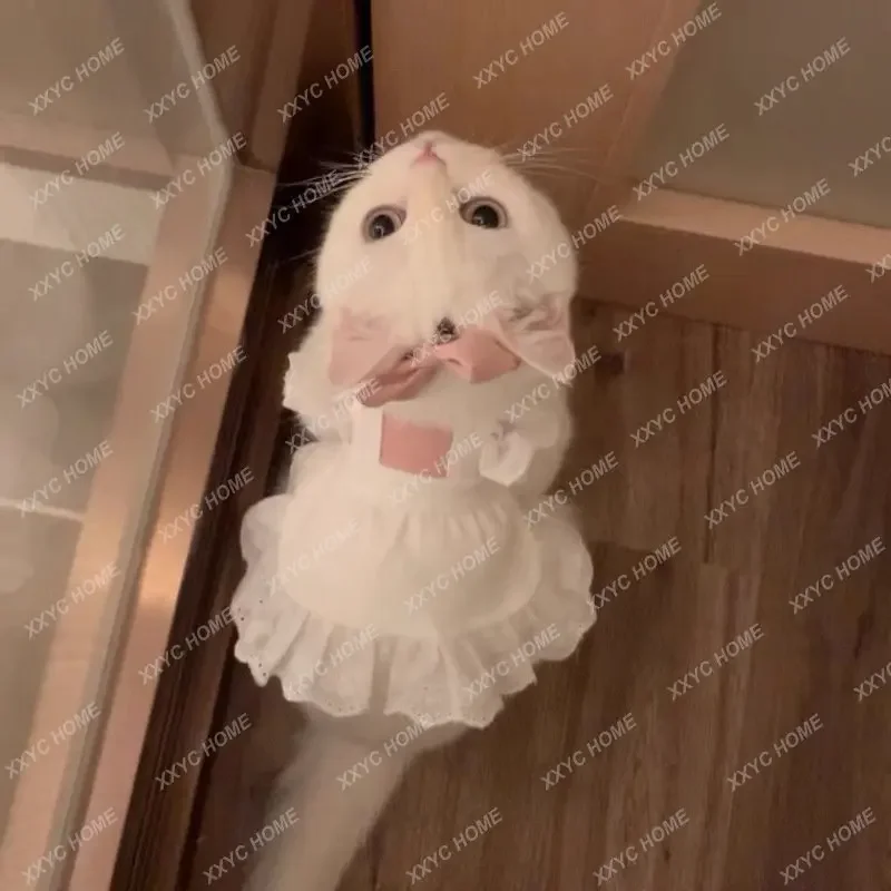Pet Headgear Clothes Cat Dog Anti-Lint Teddy Bichon Schnauzer Spring and Summer Cute Small Skirt Style
Pet Headgear Clothes Cat Dog Anti-Lint Teddy Bichon Schnauzer Spring and Summer Cute Small Skirt Style