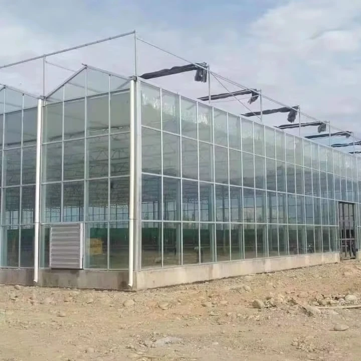 Customized greenhouseMulti-Span Glass Greenhouse Agricultural Greenhouse With Hydroponic System for Tomato/Lettuce
Customized greenhouseMulti-Span Glass Greenhouse Agricultural Greenhouse With Hydroponic System for Tomato/Lettuce