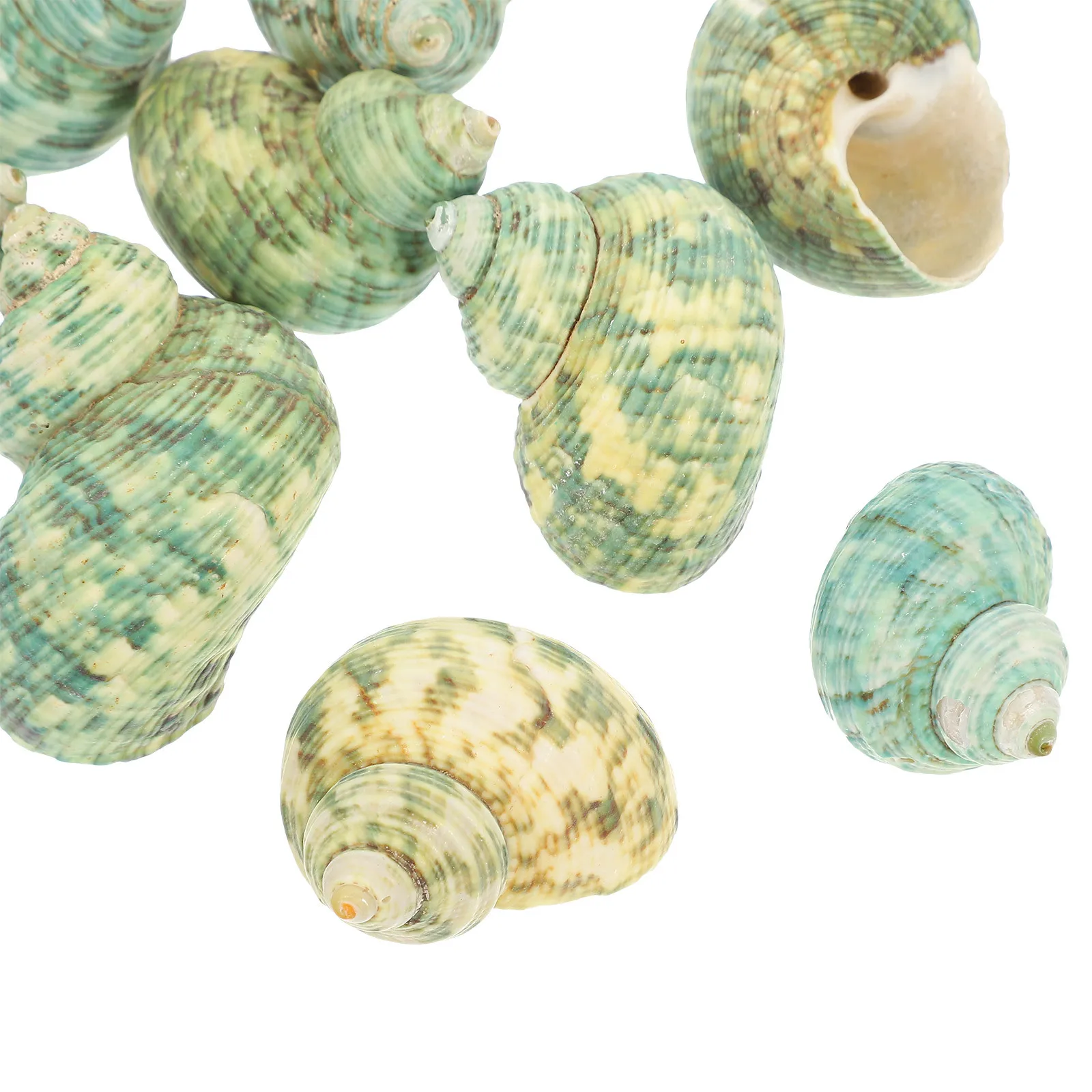 10Pcs Aquarium Natural Conch Hermit Crab Shells Fish Tank Decorations Conch Ornaments Underwater Decor Hermit Crab Shells
10Pcs Aquarium Natural Conch Hermit Crab Shells Fish Tank Decorations Conch Ornaments Underwater Decor Hermit Crab Shells