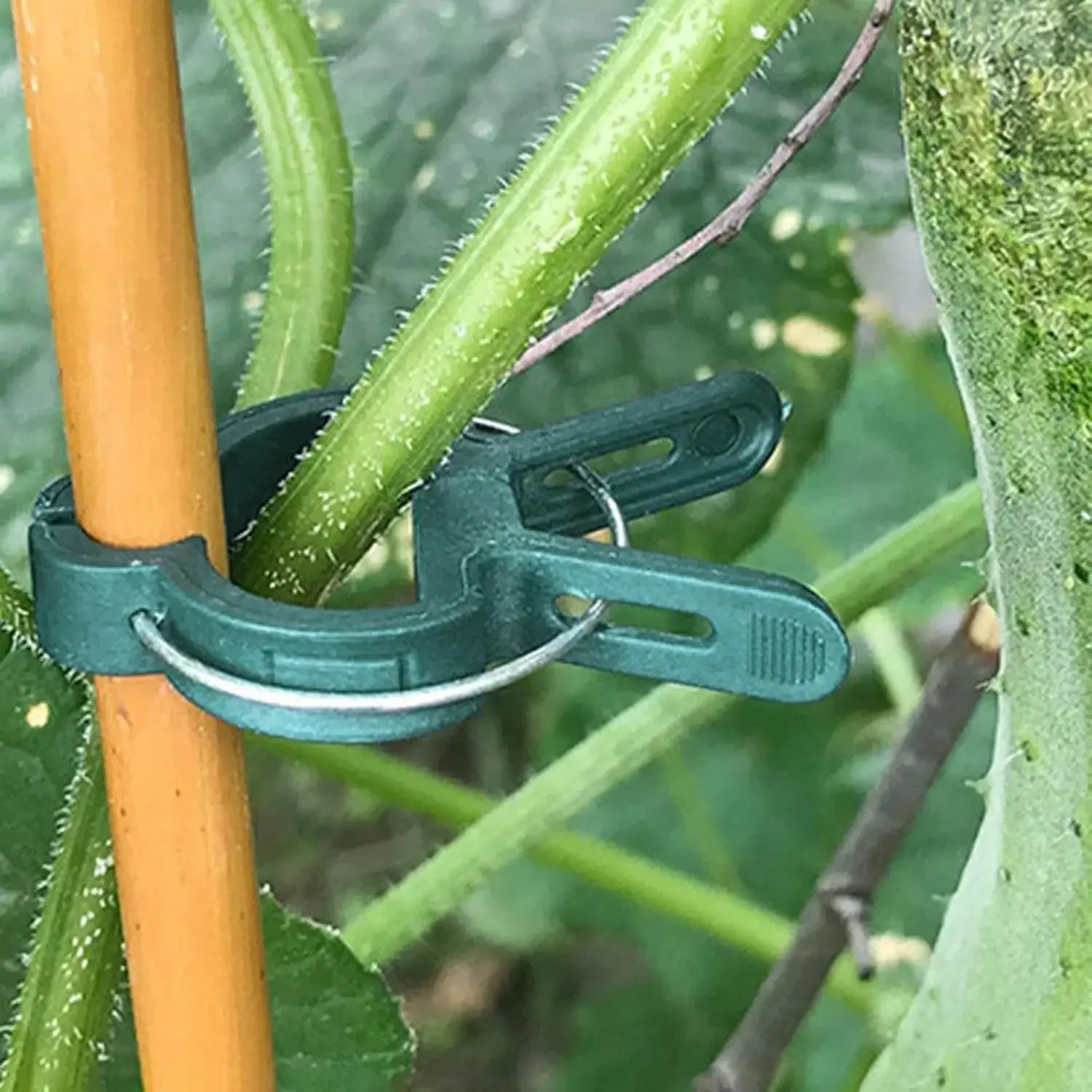 Plant Fixed Clips Reusable Greenhouse Bracket forFixing Stems of Flower Vine Vegetables Tomatoes Fastener Garden Supplies
Plant Fixed Clips Reusable Greenhouse Bracket forFixing Stems of Flower Vine Vegetables Tomatoes Fastener Garden Supplies