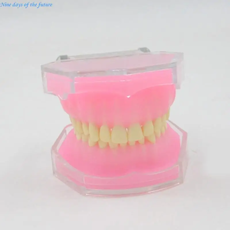 Dental Typodont Teeth Model Typodont Study Model Portable Detachable Teeth Model E65A
Dental Typodont Teeth Model Typodont Study Model Portable Detachable Teeth Model E65A