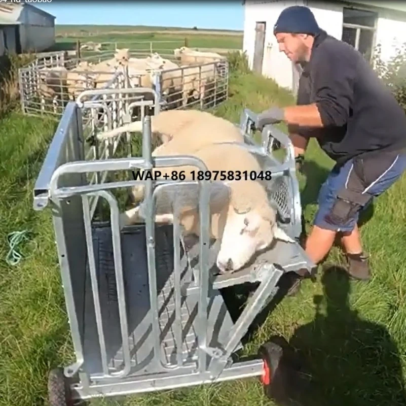 All-in-One Sheep Goat Chute Crush Galvanized Livestock Care Handling Chute for Shearing Vaccination Weighing Breeding
All-in-One Sheep Goat Chute Crush Galvanized Livestock Care Handling Chute for Shearing Vaccination Weighing Breeding