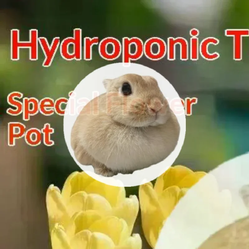 Hydroponic Containers With Breathable Support Basket Tulip Seed Hydroponic Flowerpot 4 Holes Soilless Flower Pot Home Decoration
Hydroponic Containers With Breathable Support Basket Tulip Seed Hydroponic Flowerpot 4 Holes Soilless Flower Pot Home Decoration