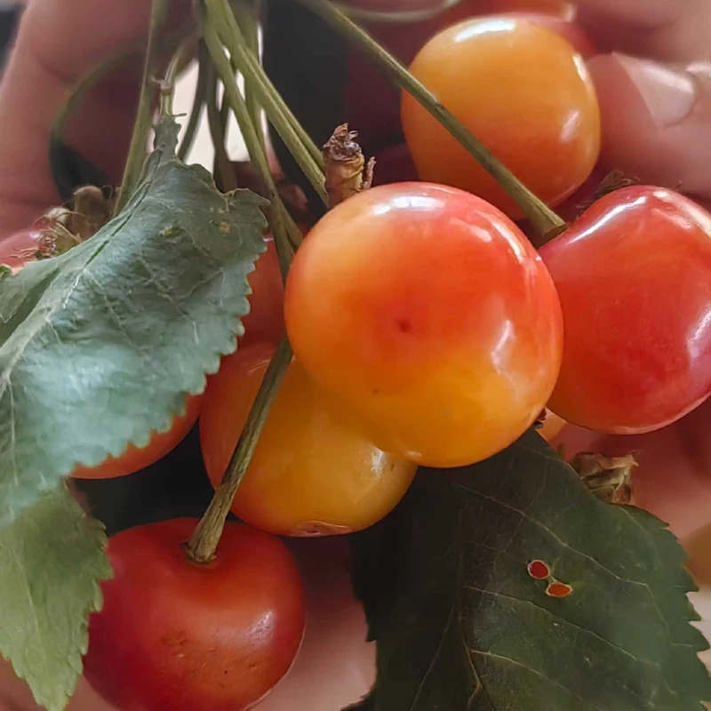 Mini Home Use Electric Frozen Slush Machine Smoothie Machine
Mini Home Use Electric Frozen Slush Machine Smoothie Machine