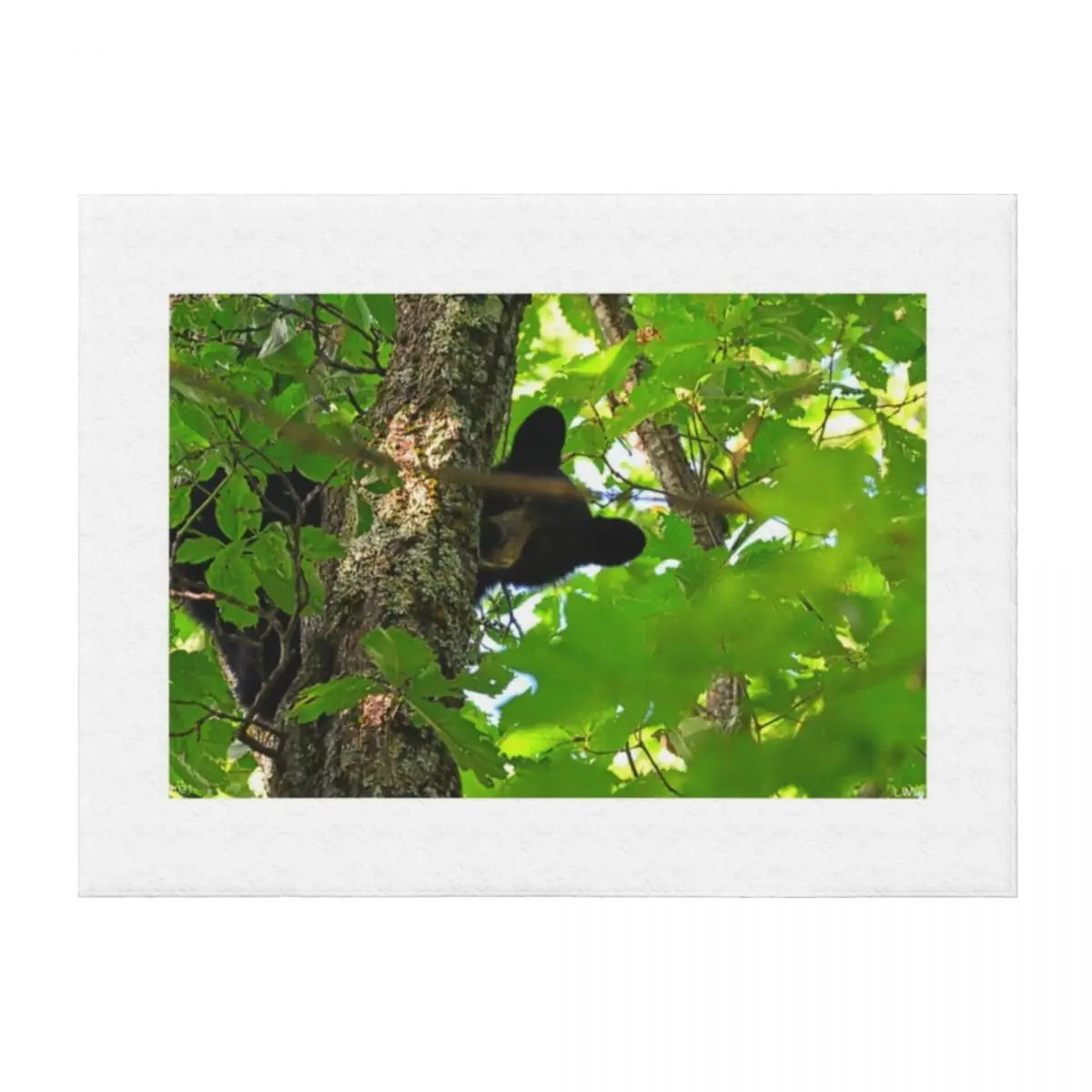 Peek A Boo Bear Throw Blanket funny gift Moving Blankets For Bed Cute Blankets
Peek A Boo Bear Throw Blanket funny gift Moving Blankets For Bed Cute Blankets