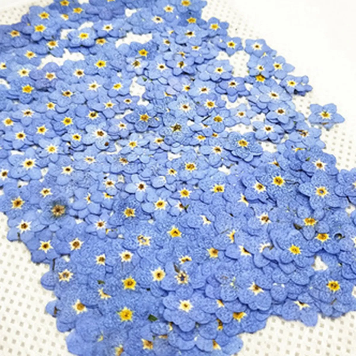 Popular 100Pcs Pressed Dried Natural Mini Blue Forgetmenot Flower Plant Herbarium for Jewelry Phone Case Nailart DIY
Popular 100Pcs Pressed Dried Natural Mini Blue Forgetmenot Flower Plant Herbarium for Jewelry Phone Case Nailart DIY
