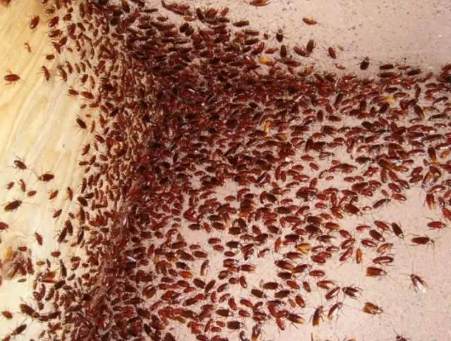 Тяга-шатун 3x18/23/32/42/106 (53942, 54247, 54248, 54249, 54250, 54756) для радиоуправляемых моделей Tamiya, запчасти для тюнинга
Тяга-шатун 3x18/23/32/42/106 (53942, 54247, 54248, 54249, 54250, 54756) для радиоуправляемых моделей Tamiya, запчасти для тюнинга