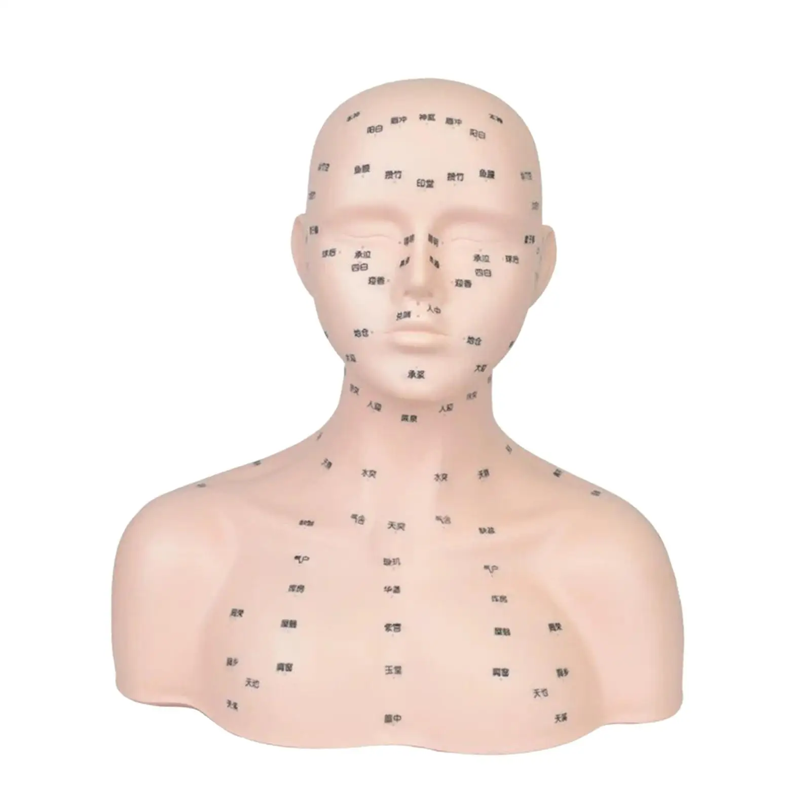 Мягкая реалистичная модель головы манекена с точками акупрессуры для путешествий
Мягкая реалистичная модель головы манекена с точками акупрессуры для путешествий