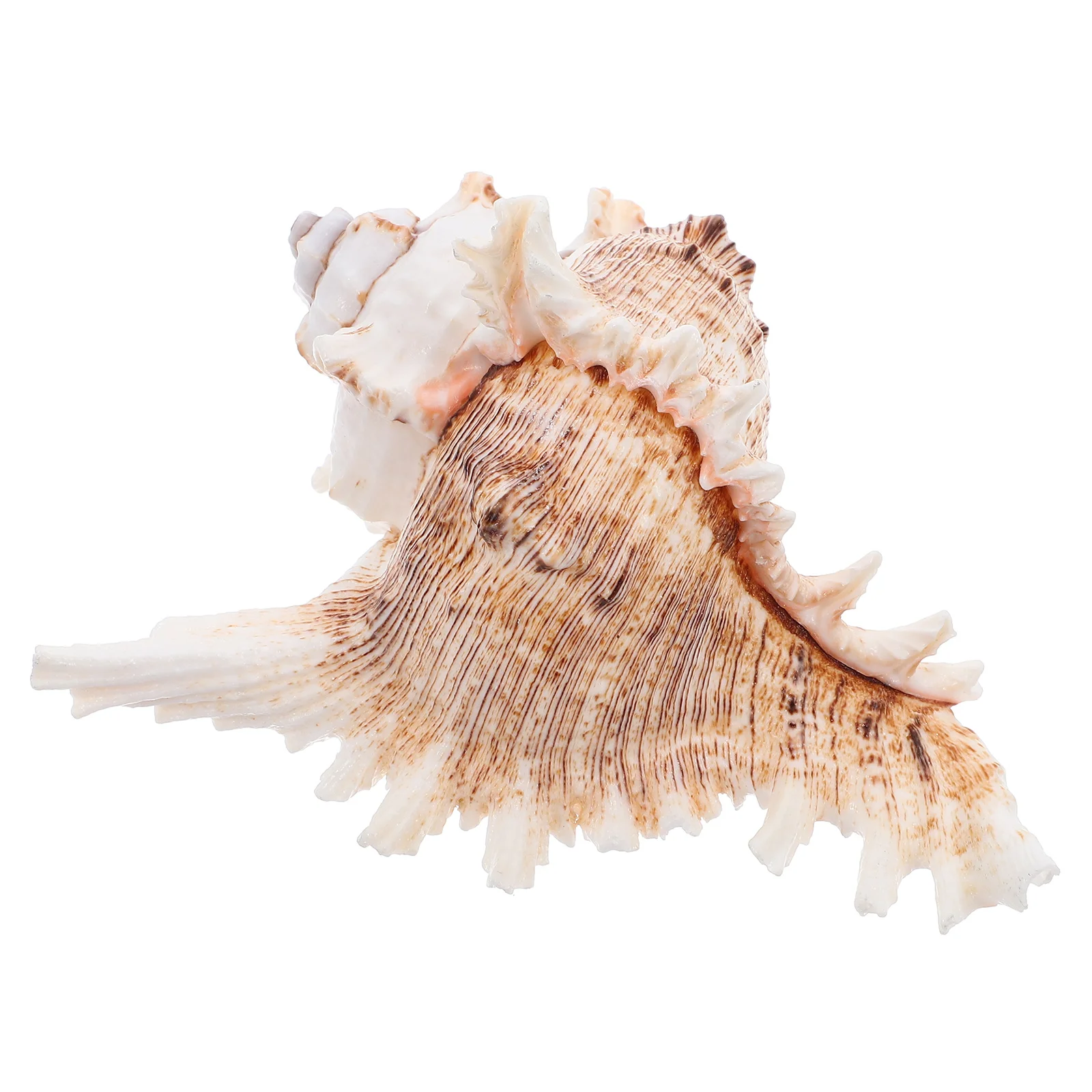 Exquisite Large Sea Shell For Diy Crafts Wedding Decor Fish Tank Adornments Coastal Home Accents Conch Shell Craft Natural Conch
Exquisite Large Sea Shell For Diy Crafts Wedding Decor Fish Tank Adornments Coastal Home Accents Conch Shell Craft Natural Conch
