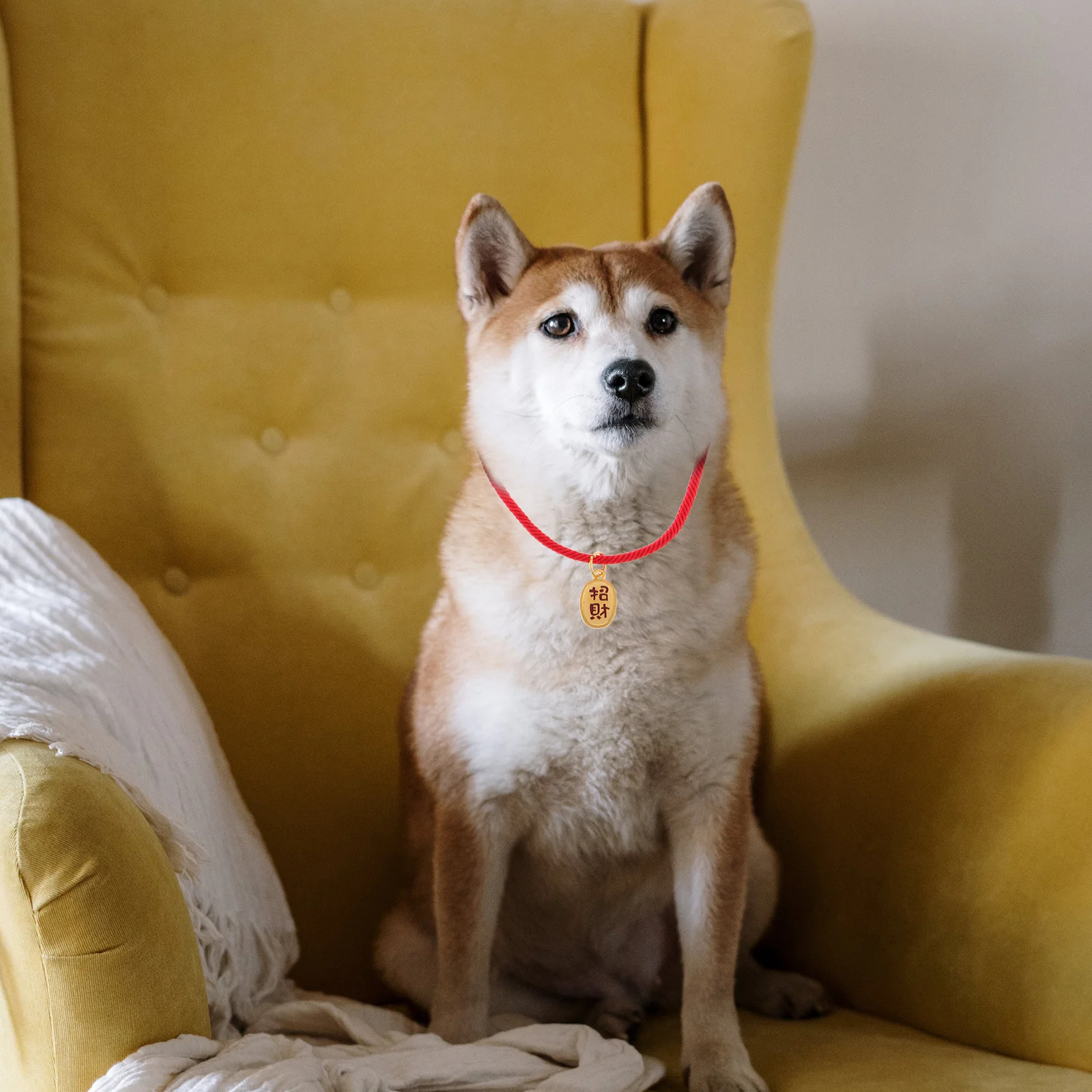 5Pcs Handmade Cat Collar Red Rope Adjustable Necklace Durable Comfortable Pet Jewelry for Cats Dogs Accessories
5Pcs Handmade Cat Collar Red Rope Adjustable Necklace Durable Comfortable Pet Jewelry for Cats Dogs Accessories