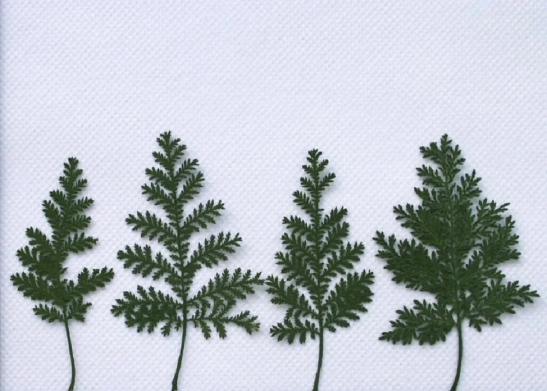 Pressed Dried Green Artemisia Wormwood Plants For Epoxy Resin Pendant Necklace Jewelry Making Craft DIY Accessories
Pressed Dried Green Artemisia Wormwood Plants For Epoxy Resin Pendant Necklace Jewelry Making Craft DIY Accessories